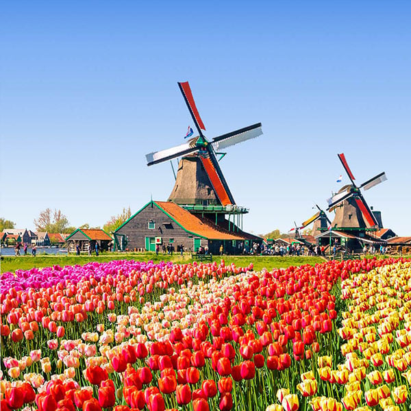 Mulini a vento e campo di tulipani nei Paesi Bassi