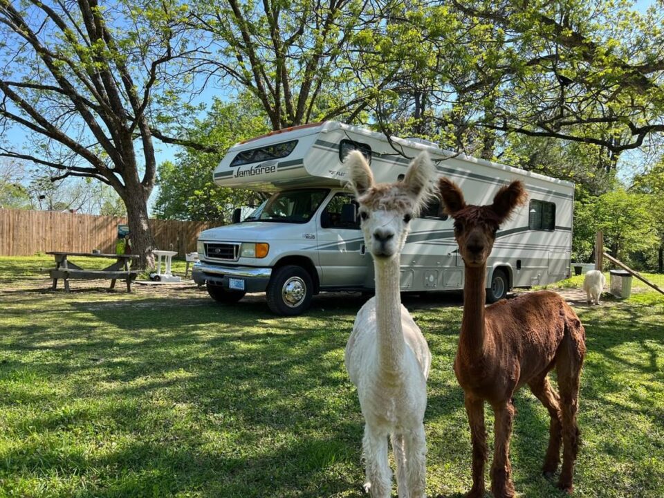 Alpacas gathered beside an RV at a Harvest Hosts location