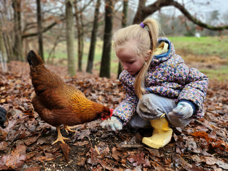 Child feeding a chicken during a farm visit