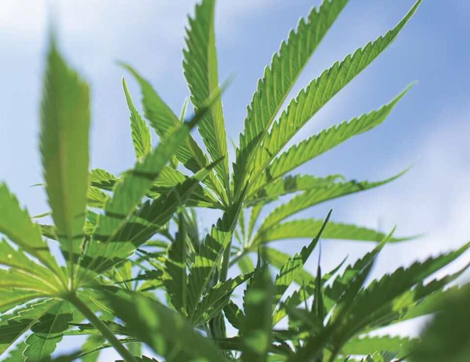 Hemp plant leaves growing outdoors under a blue sky