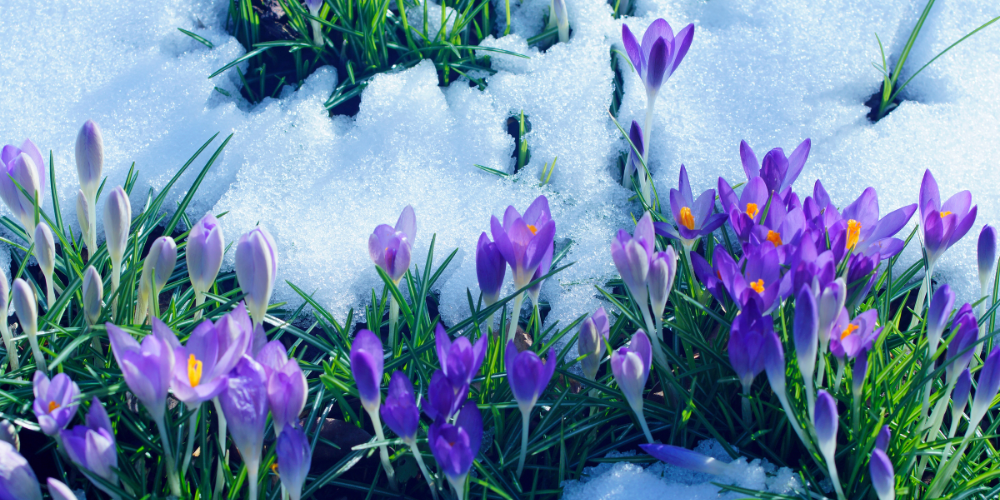 Frühlingsblumen als Ausflugsziel mit dem Deutschlandticket