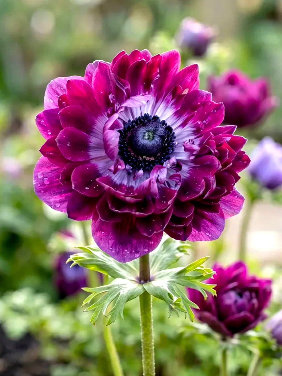 Anemone Fullstar Bordeaux flower from DutchGrown