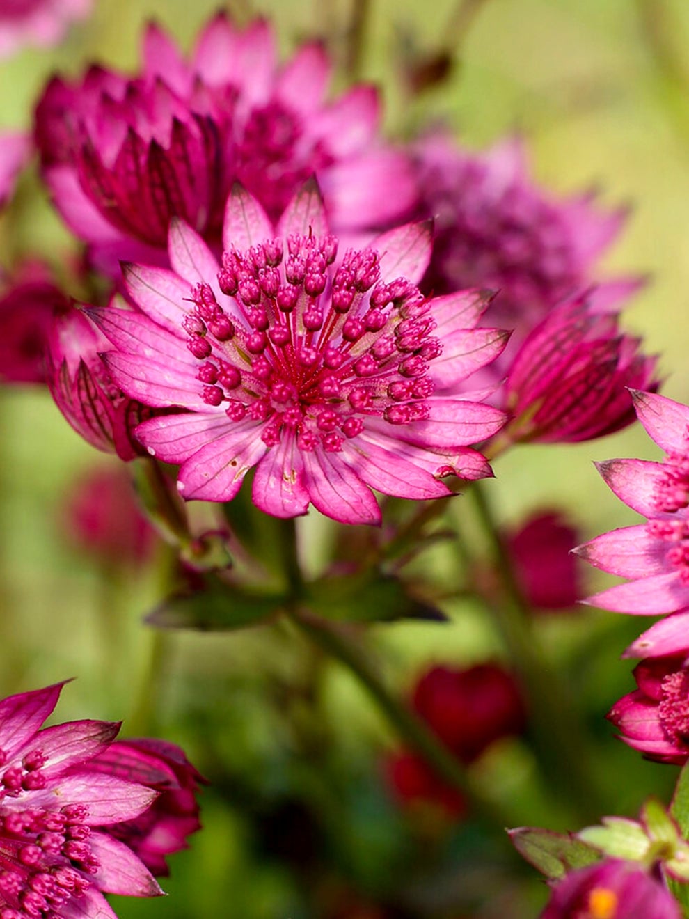 Astrantia Cerise Button flower from DutchGrown
