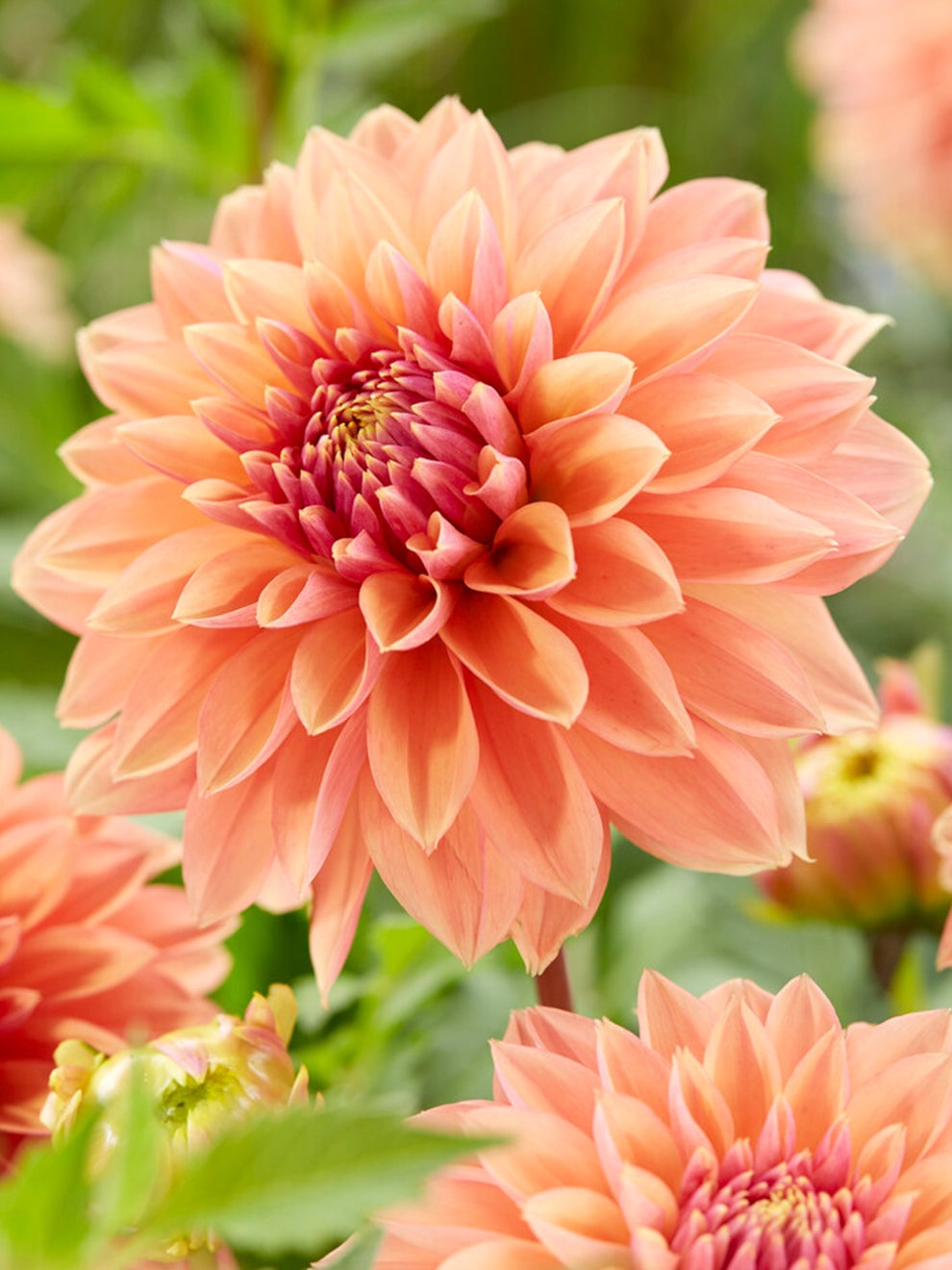 Dahlia Kick Off flower from DutchGrown
