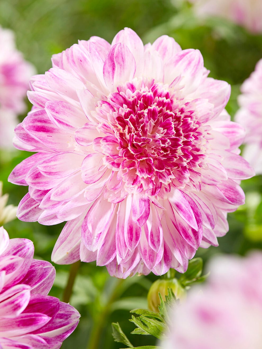 Dahlia Que Sera flower from DutchGrown