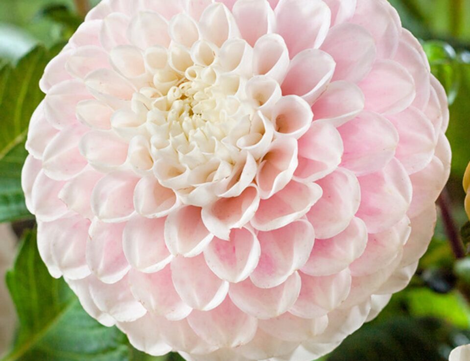 Dahlia Wizard of Lightning flower from DutchGrown