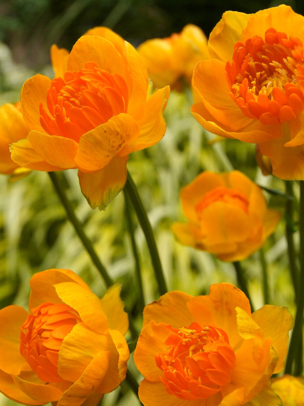 Trollius Orange Crest globeflower from DutchGrown