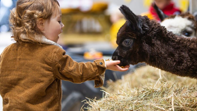 Bellevue Farm animal experience on the Isle of Arran