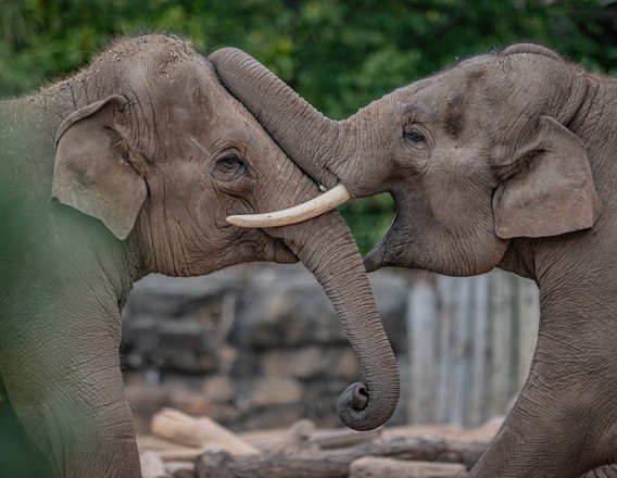 Two elephants at Chester Zoo