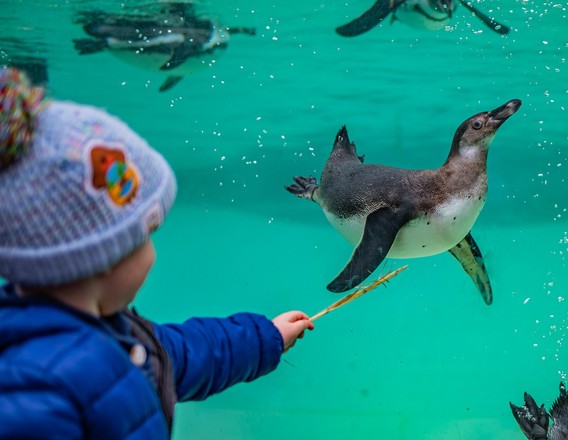 Child looking at a penguin at Chester Zoo