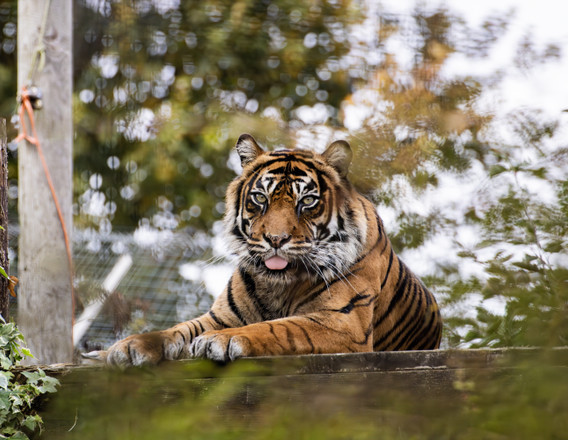 Sumatran tiger at Shepreth Wildlife Park