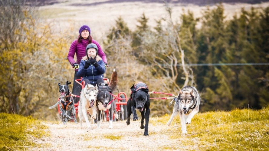 Sleddog on an outdoor trail in North Wales