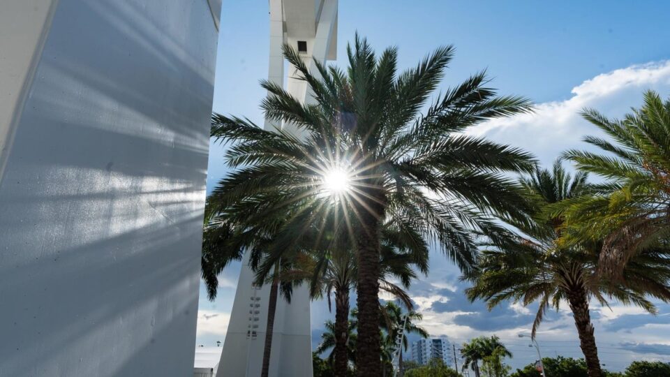 Palm tree with sun near loanDepot park in Miami