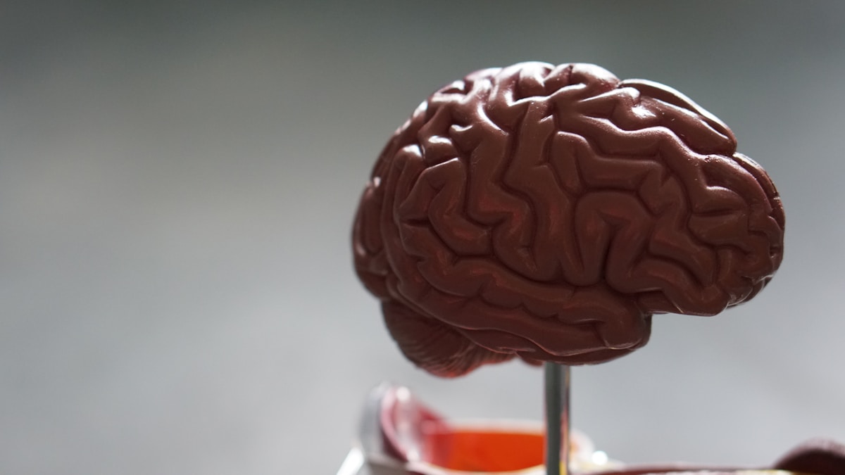 Brain anatomy model used in a healthcare setting