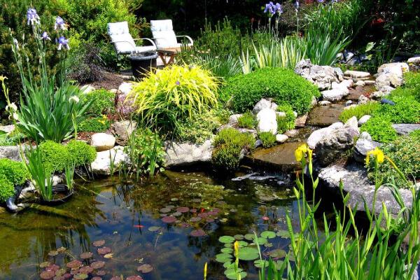 Backyard garden pond scene