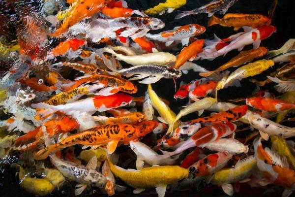 Koi fish swimming in a pond