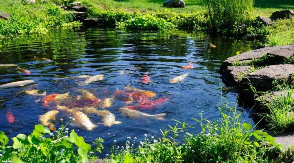 Koi pond garden scene
