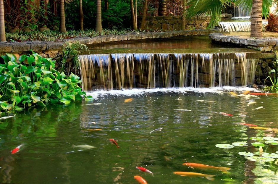 Koi pond with a waterfall