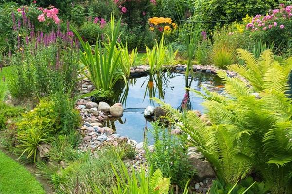 Water plants growing in a garden pond