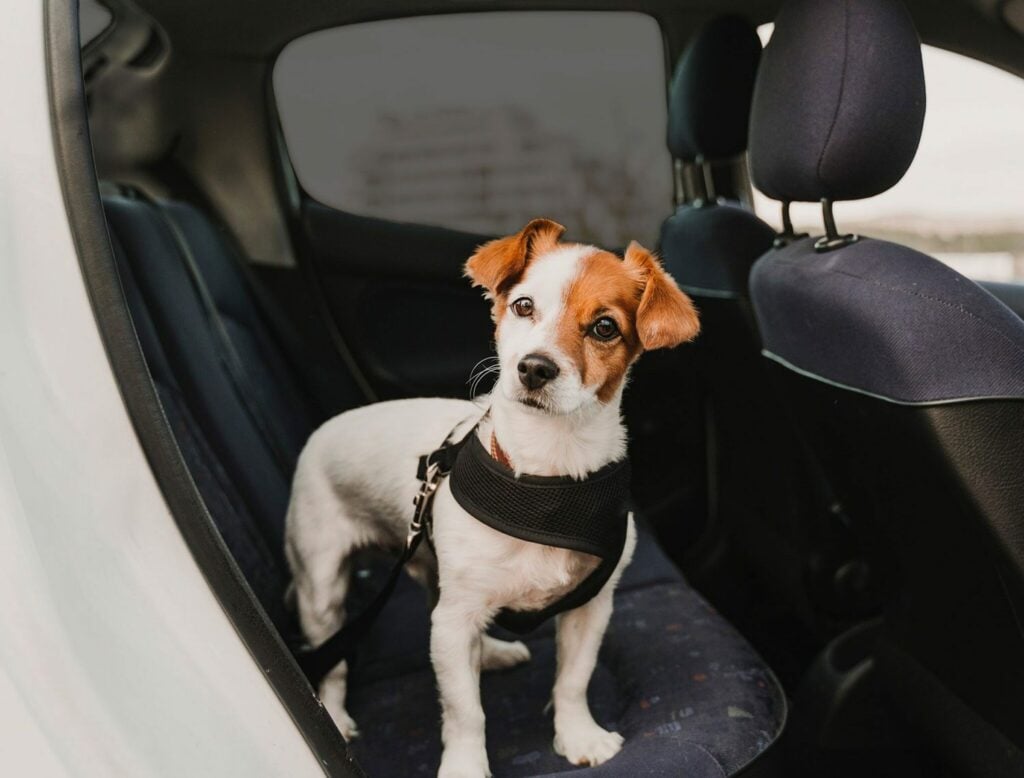 Hund steht auf der Rückbank eines Autos