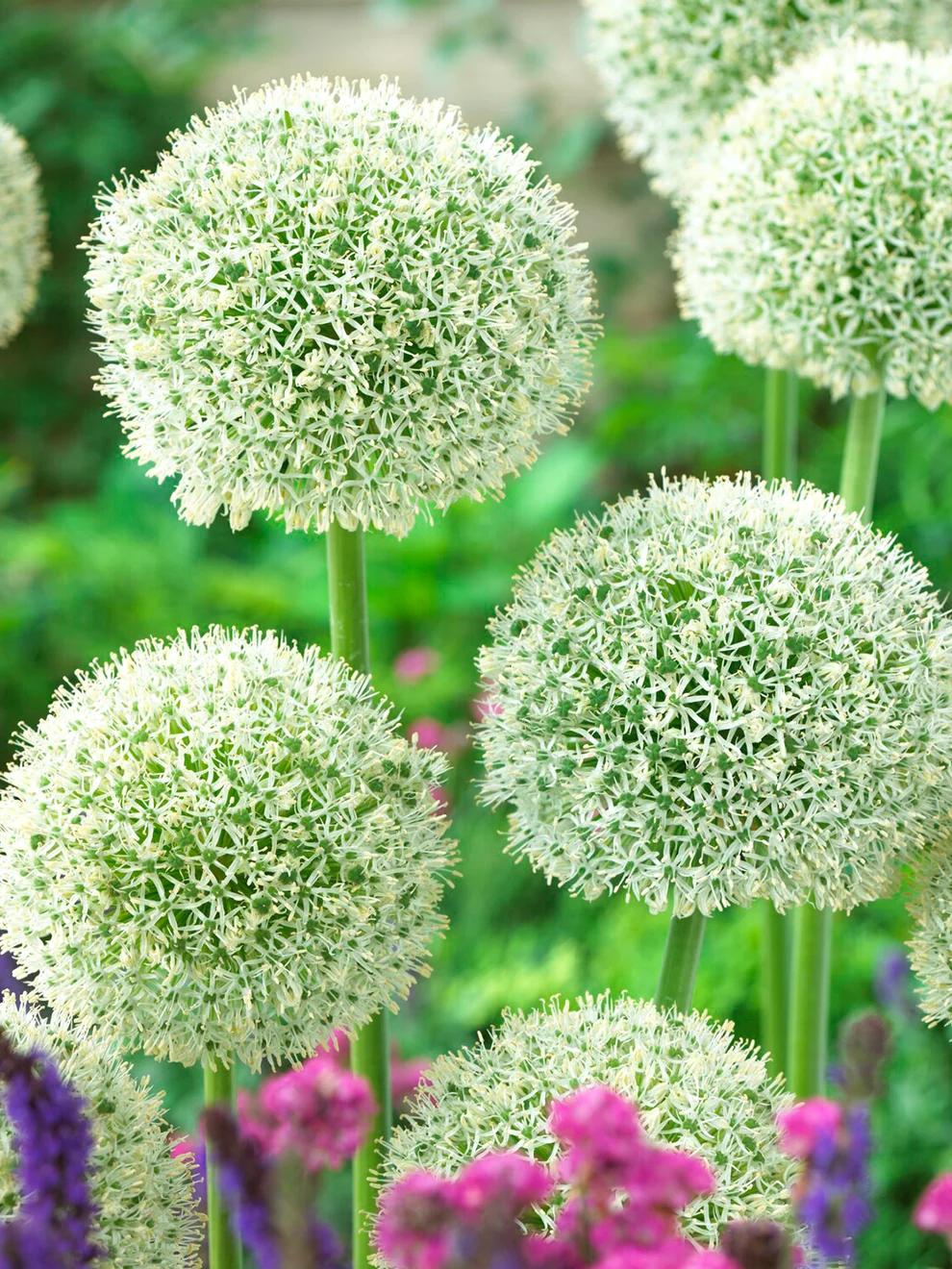 White Giant allium flower head