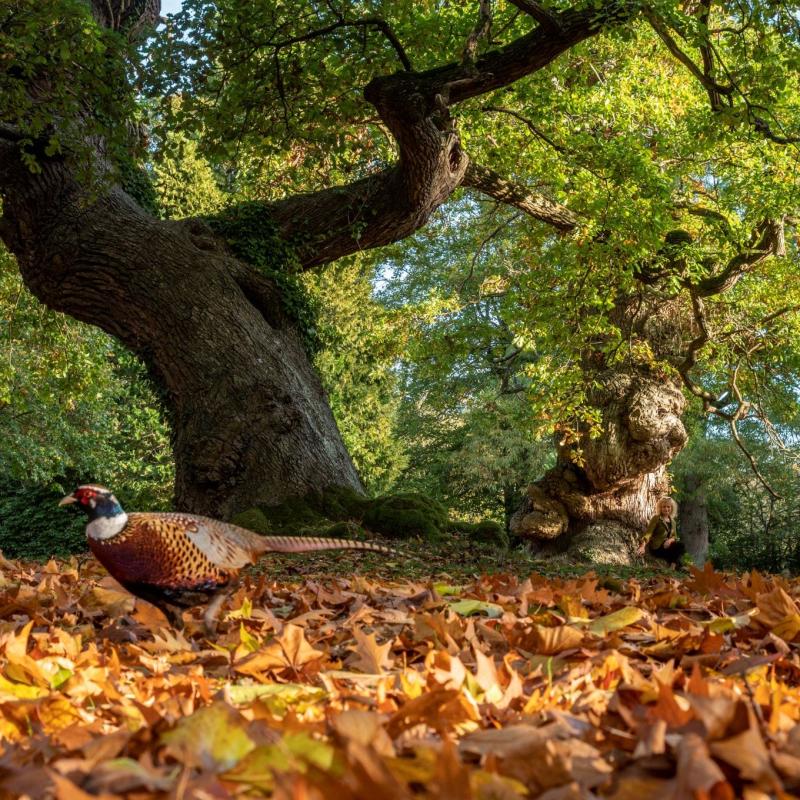 A garden path at Blenheim Palace
