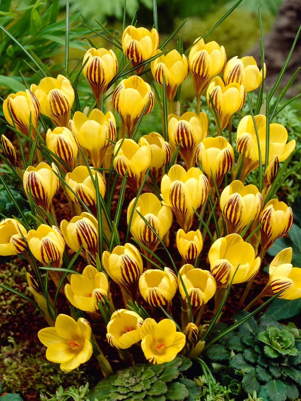 Crocus Gipsy Girl flowers