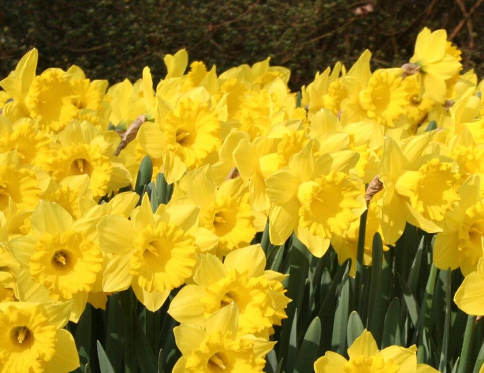Yellow daffodils from the Eight Weeks of Daffodils collection growing together