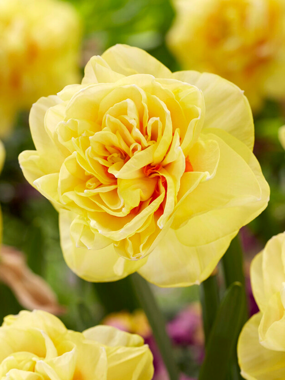 Cream and yellow frilled Daffodil English Style flower
