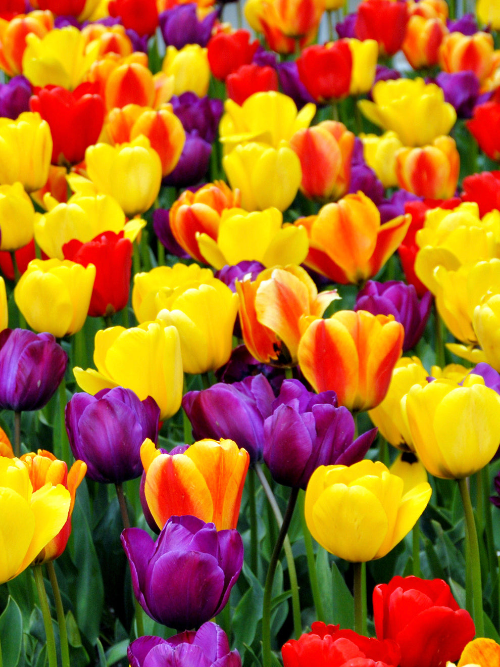Red and yellow flowers in a Jumbo Darwin tulip mix