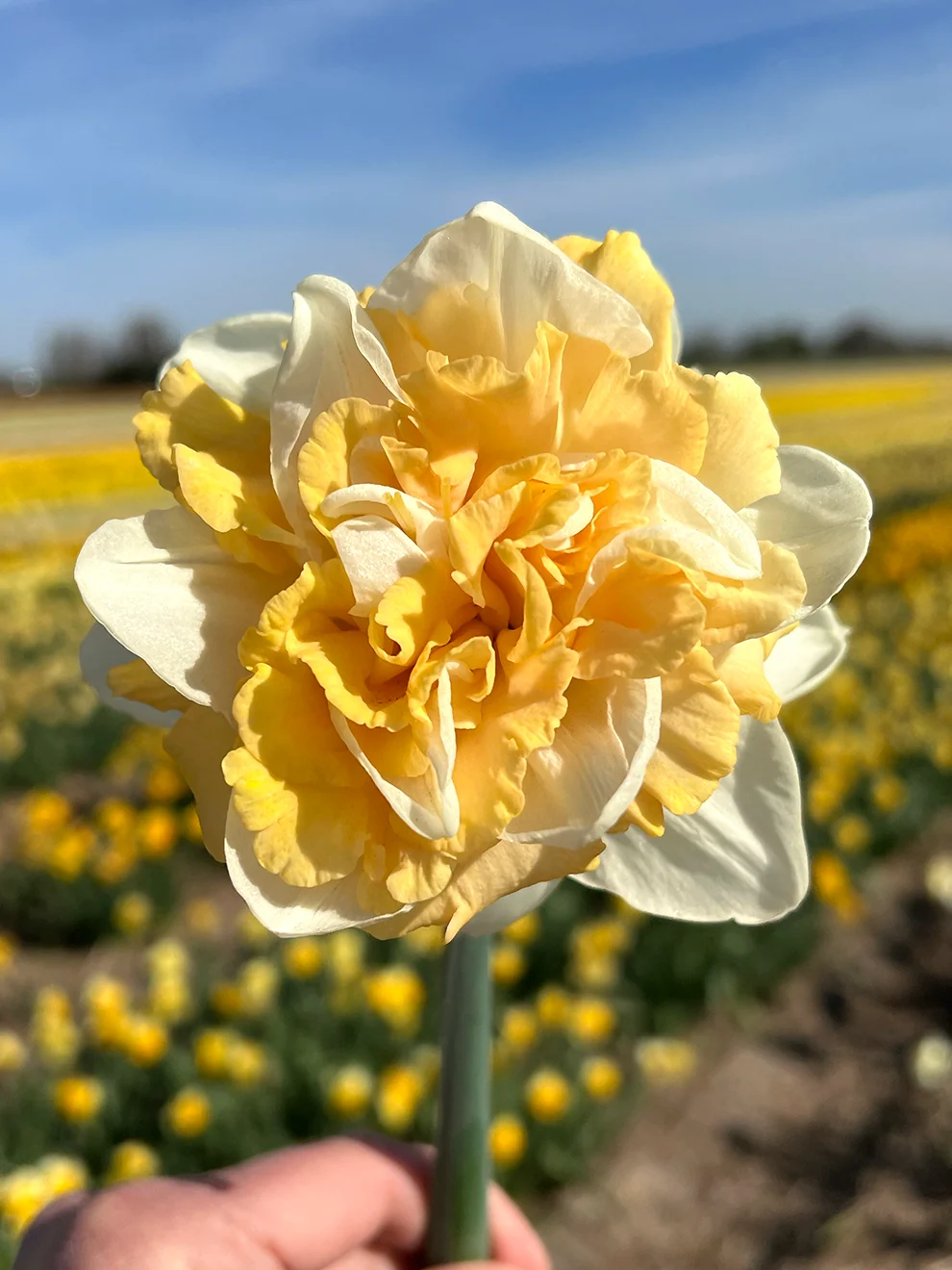 Peach-toned blooms of Daffodil Peach Prince