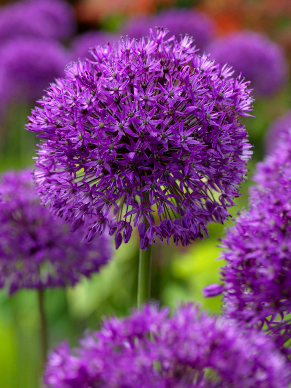Purple Allium Purple Sensation flower heads above green foliage