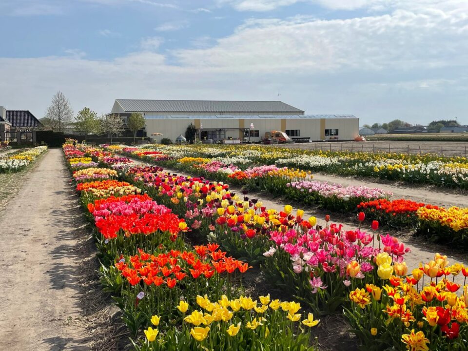 Rows of tulips blooming in a Dutch display garden