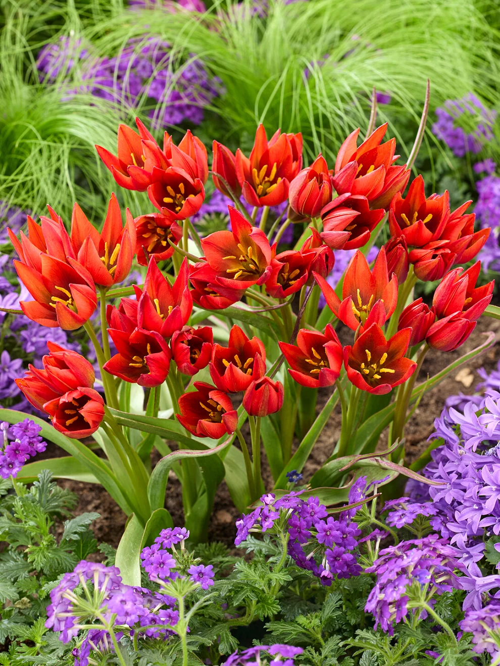 Red-orange star-shaped flowers of Tulip Mara