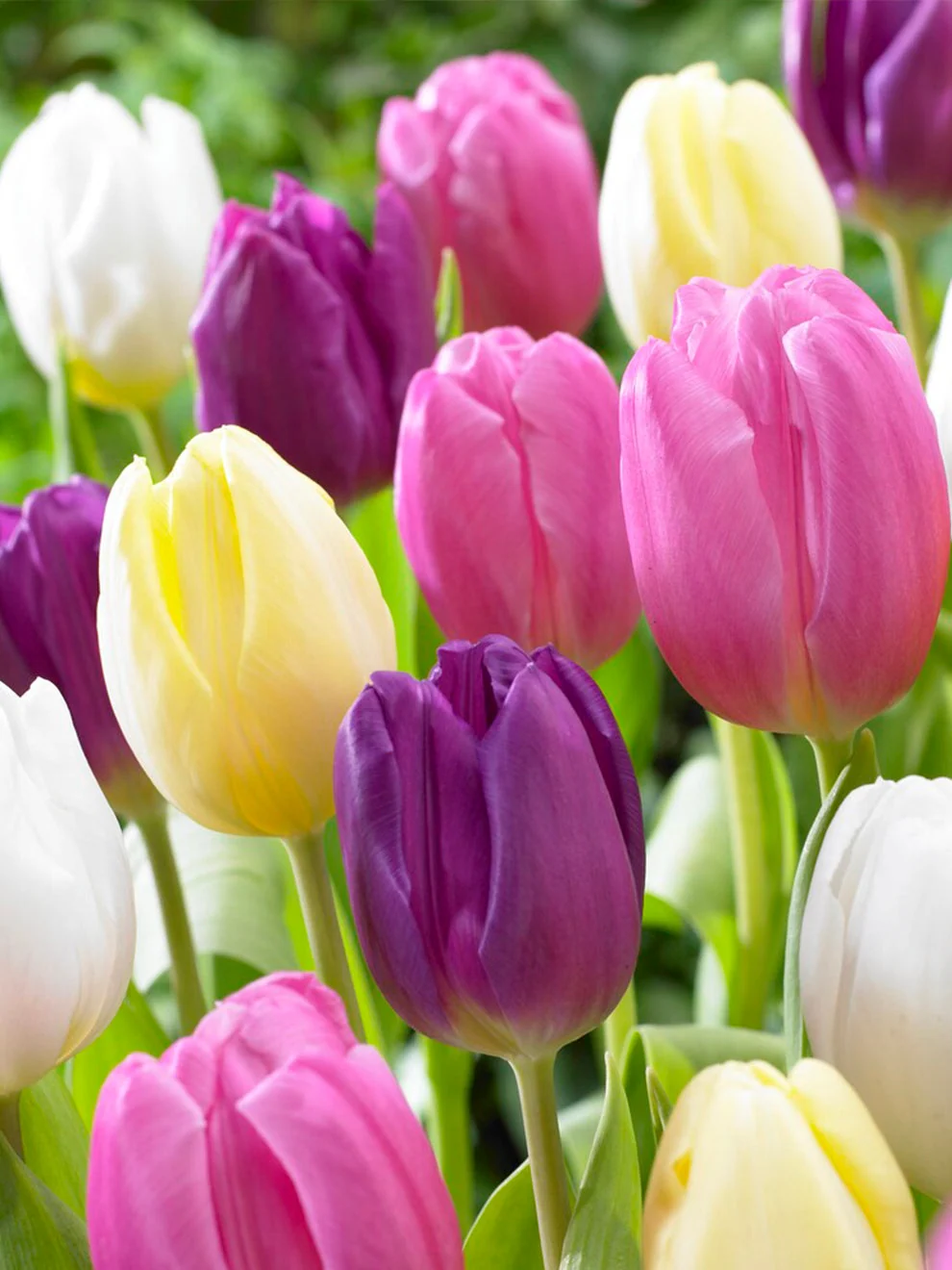 Soft-coloured flowers in the Tulip Philly Pastel Mix