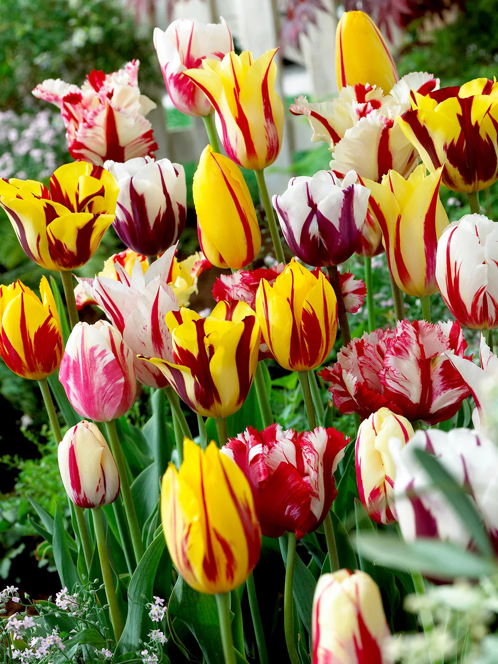 Colourful flowers in the Tulip Rembrandt Mix