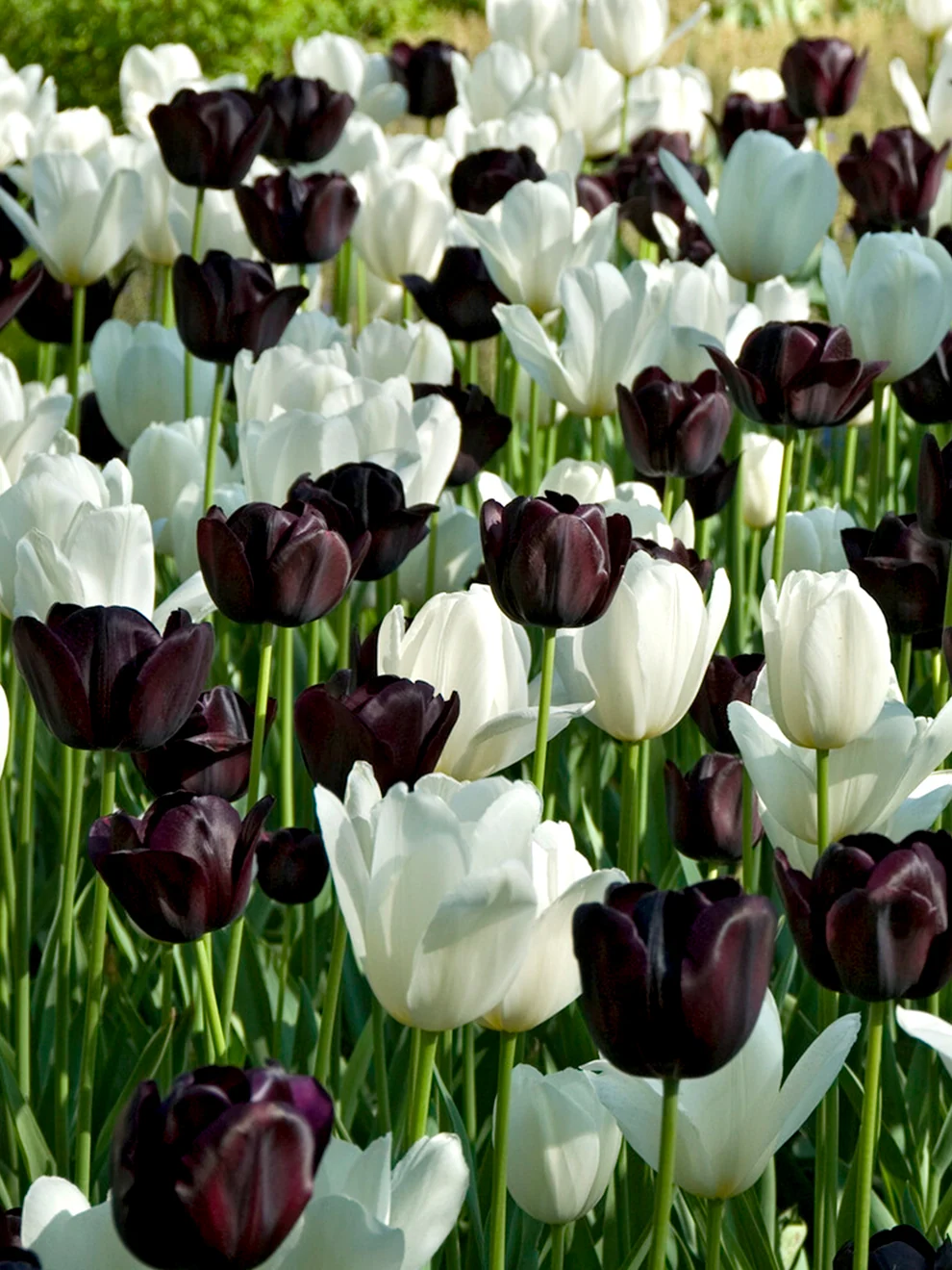 Striped tulip flowers from the Tulip Zebra Collection