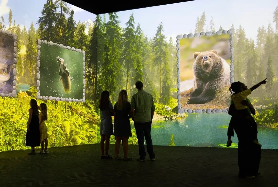 A forest scene from the Comedy Wildlife residency at Frameless