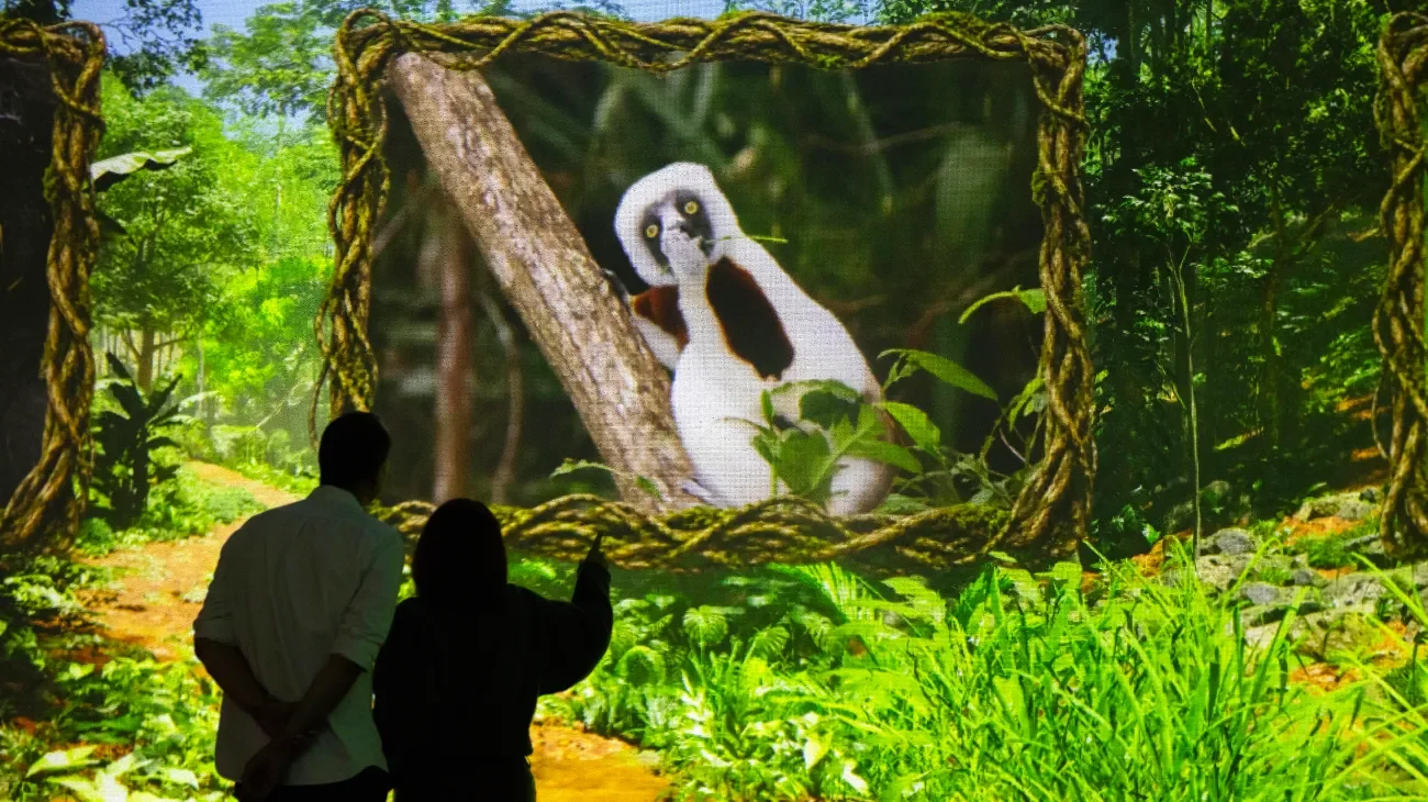 A featured animal photograph from the Comedy Wildlife Awards residency
