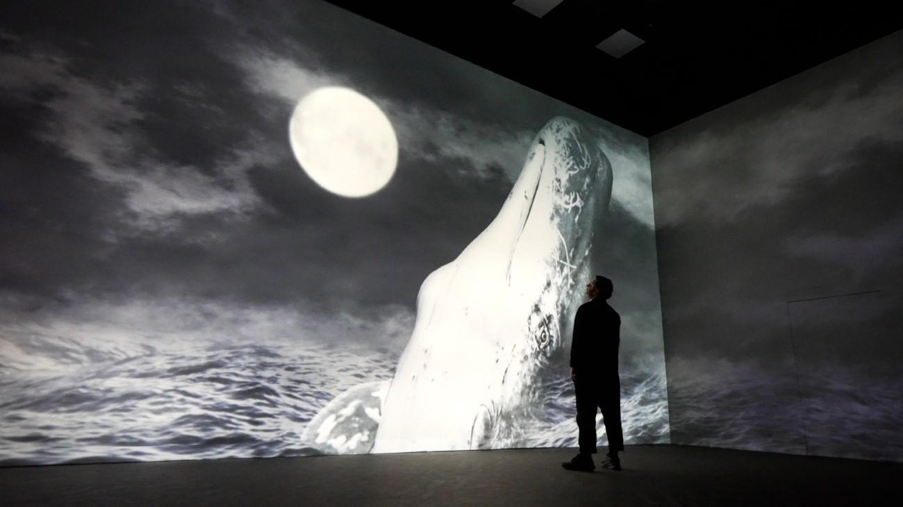 A whale image projected in a Frameless gallery