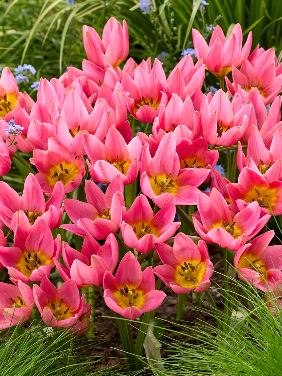 Tulip Daniella flowers