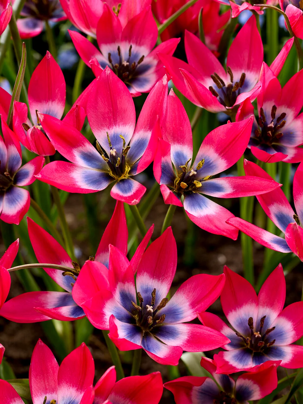 Tulip Little Beauty flowers