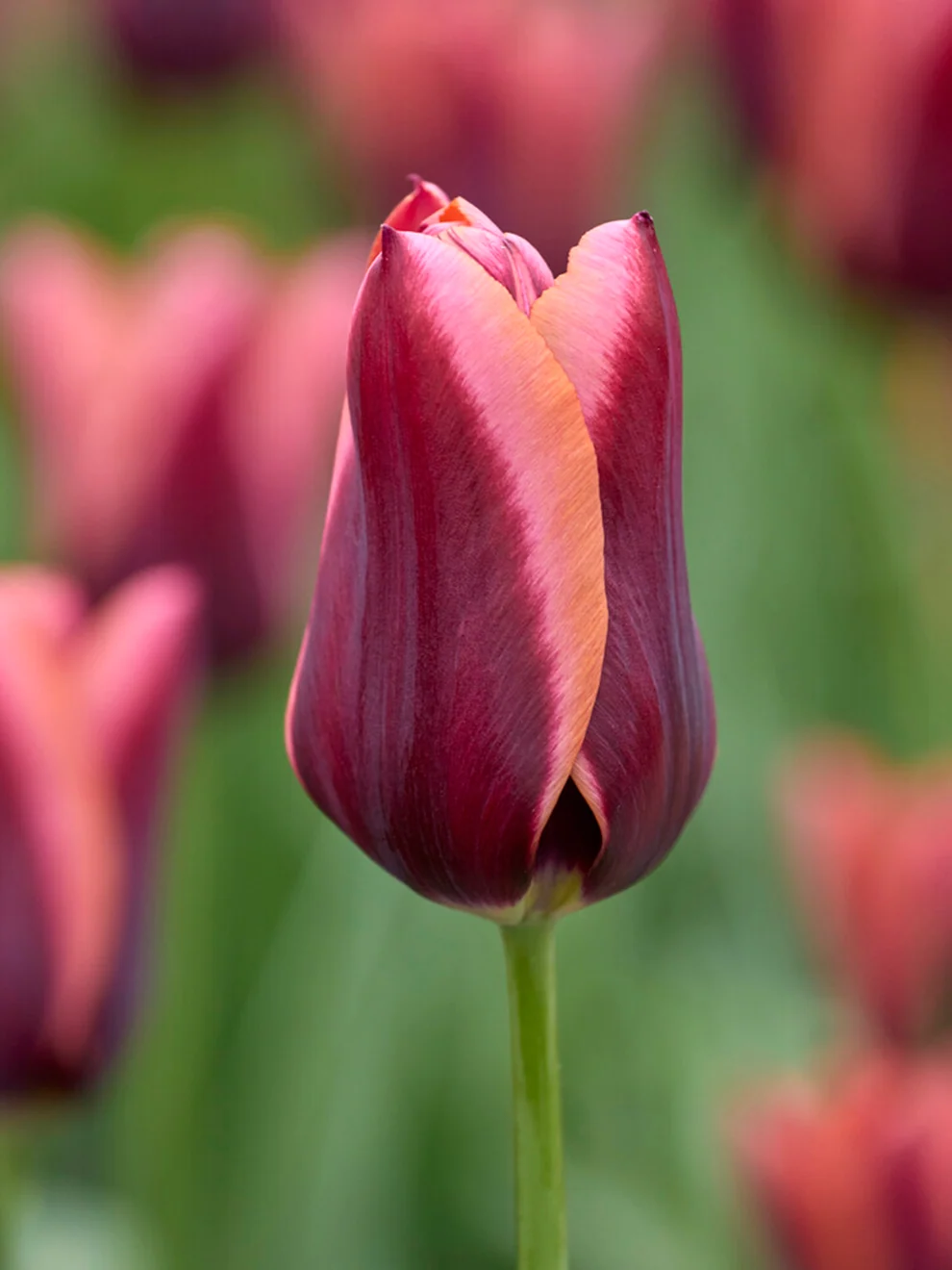 Tulip Slawa flowers